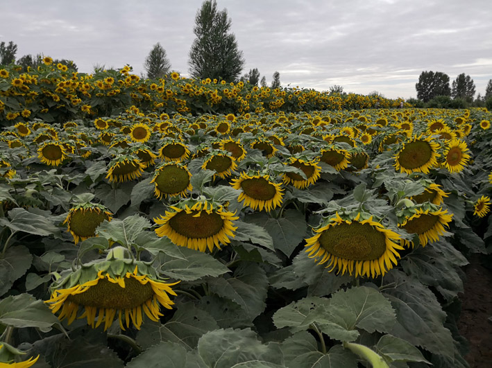 sunflower13.jpg