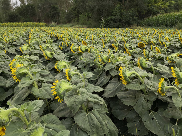 sunflower19.jpg