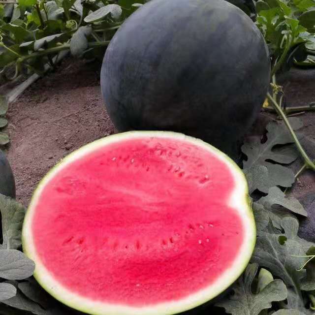 watermelonless.jpg